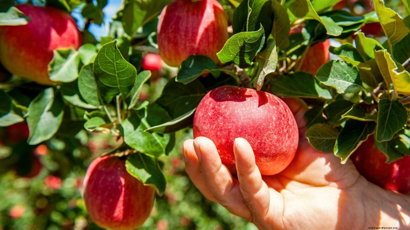How to Thin Fruit Trees: A Beginner’s Guide to Bigger, Better, and Healthier Harvests