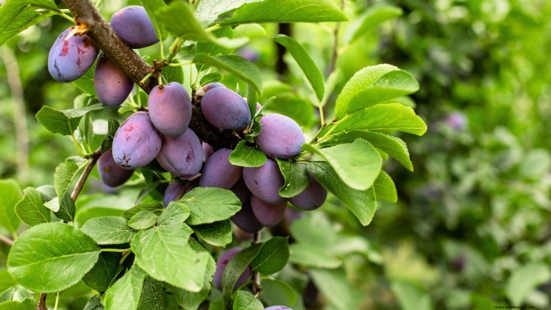 How to Thin Fruit Trees: A Beginner’s Guide to Bigger, Better, and Healthier Harvests