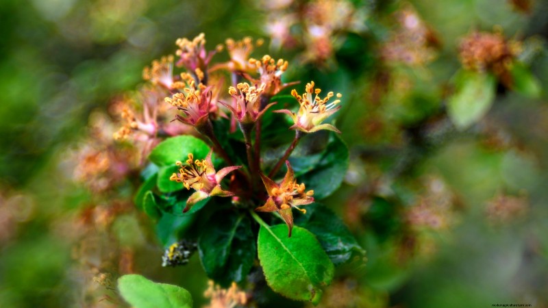 How to Thin Fruit Trees: A Beginner’s Guide to Bigger, Better, and Healthier Harvests