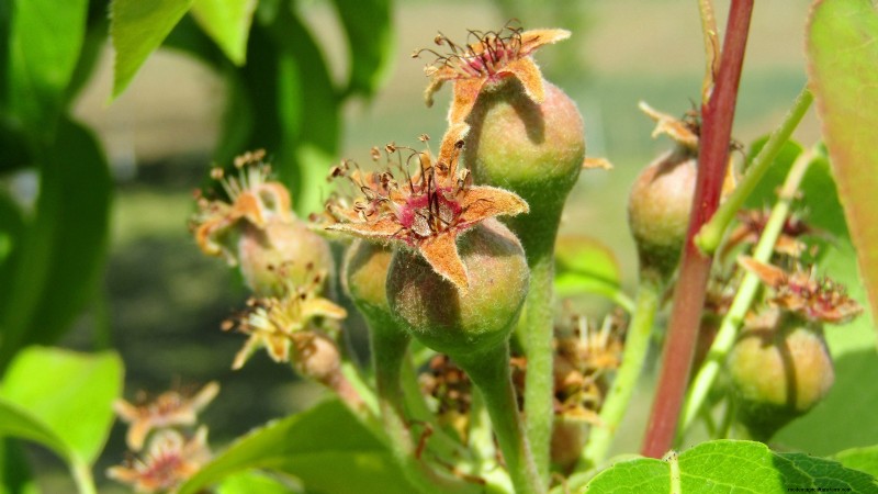 How to Thin Fruit Trees: A Beginner’s Guide to Bigger, Better, and Healthier Harvests