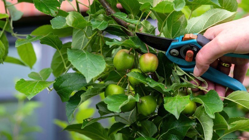 How to Thin Fruit Trees: A Beginner’s Guide to Bigger, Better, and Healthier Harvests