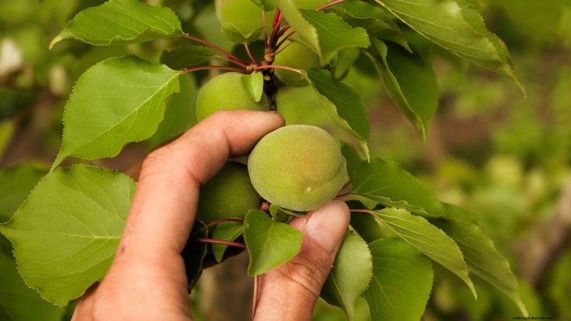 How to Thin Fruit Trees: A Beginner’s Guide to Bigger, Better, and Healthier Harvests