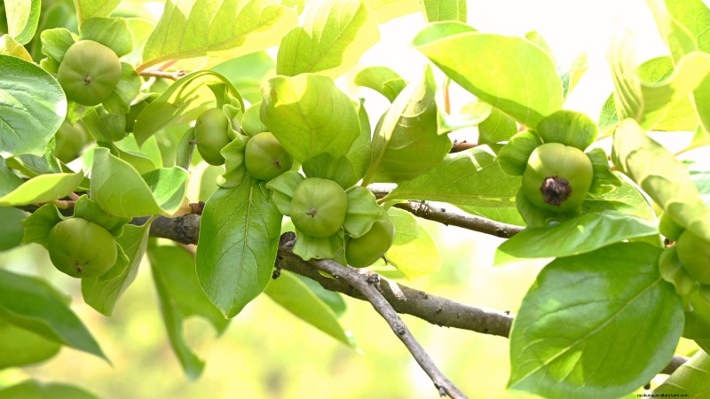 How to Thin Fruit Trees: A Beginner’s Guide to Bigger, Better, and Healthier Harvests
