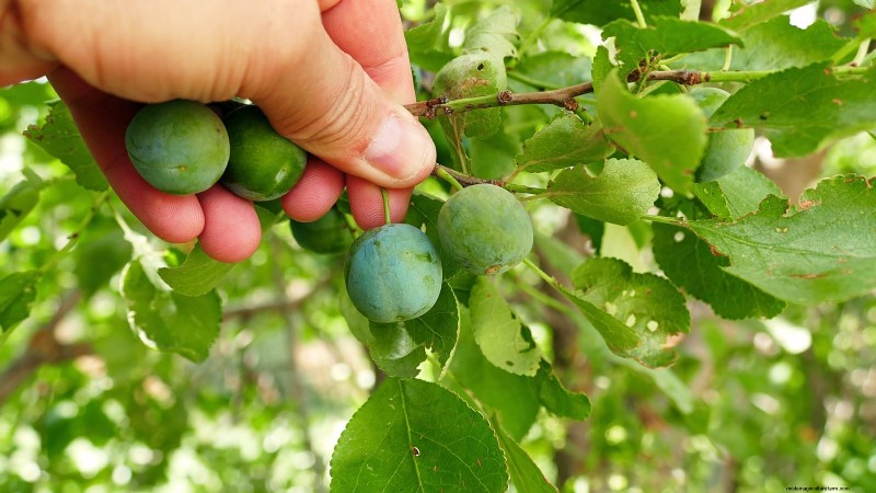 How to Thin Fruit Trees: A Beginner’s Guide to Bigger, Better, and Healthier Harvests