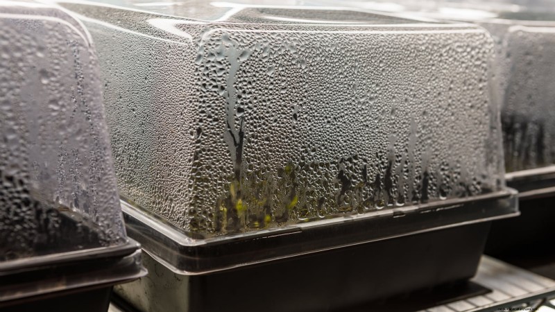 Indoor Watercress Cultivation: 17 Expert Steps for Fresh, Nutritious Greens