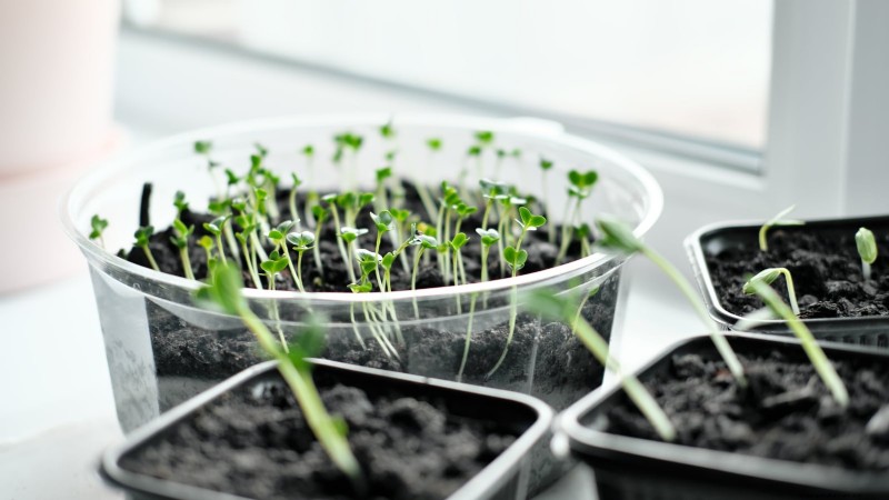 Indoor Watercress Cultivation: 17 Expert Steps for Fresh, Nutritious Greens