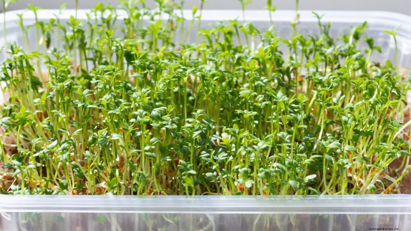 Indoor Watercress Cultivation: 17 Expert Steps for Fresh, Nutritious Greens