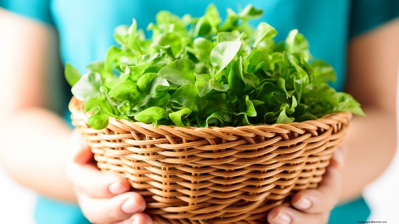 Indoor Watercress Cultivation: 17 Expert Steps for Fresh, Nutritious Greens