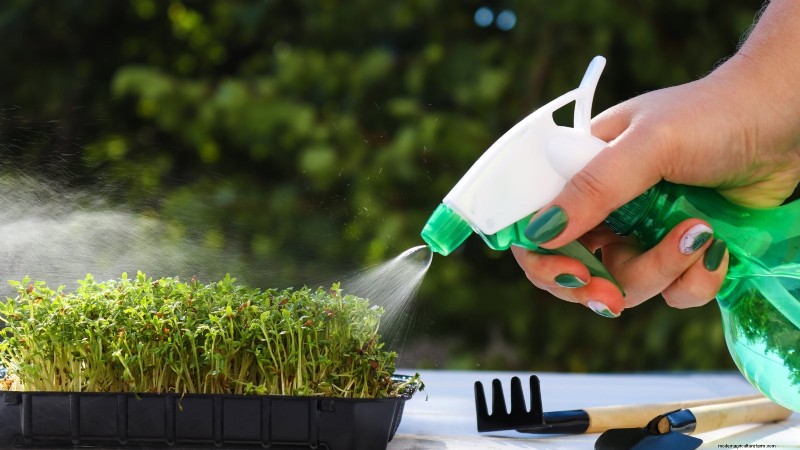 Indoor Watercress Cultivation: 17 Expert Steps for Fresh, Nutritious Greens