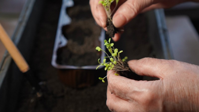Indoor Watercress Cultivation: 17 Expert Steps for Fresh, Nutritious Greens