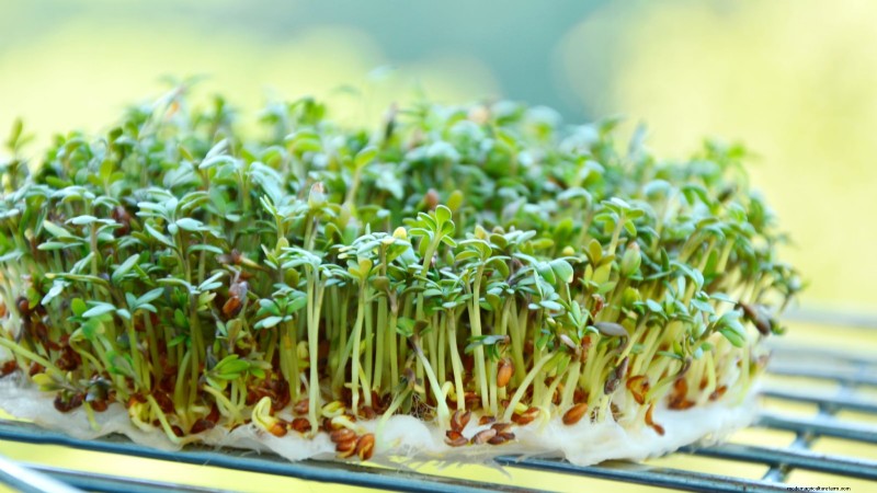 Indoor Watercress Cultivation: 17 Expert Steps for Fresh, Nutritious Greens