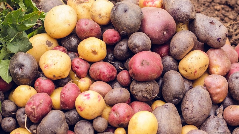 Grow Seed Potatoes Indoors: A Practical Guide to Indoor Potato Cultivation
