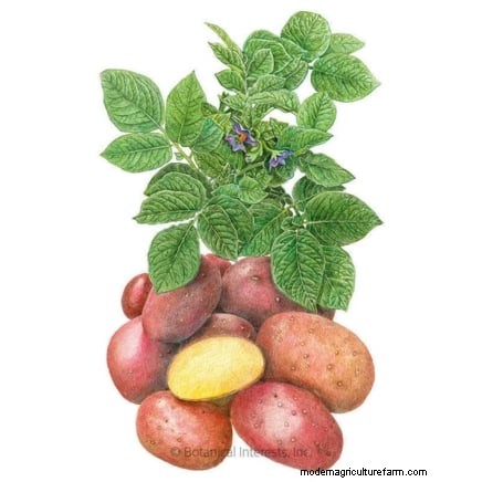 Grow Seed Potatoes Indoors: A Practical Guide to Indoor Potato Cultivation