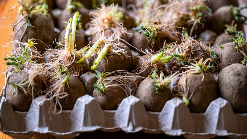 Grow Seed Potatoes Indoors: A Practical Guide to Indoor Potato Cultivation