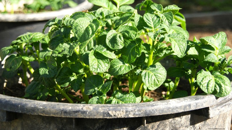 Grow Seed Potatoes Indoors: A Practical Guide to Indoor Potato Cultivation