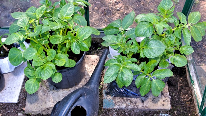 Grow Seed Potatoes Indoors: A Practical Guide to Indoor Potato Cultivation