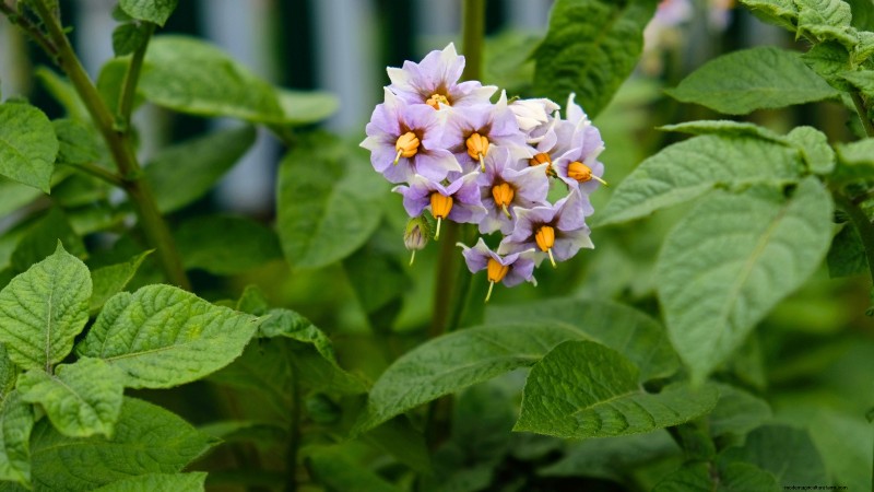 Grow Seed Potatoes Indoors: A Practical Guide to Indoor Potato Cultivation