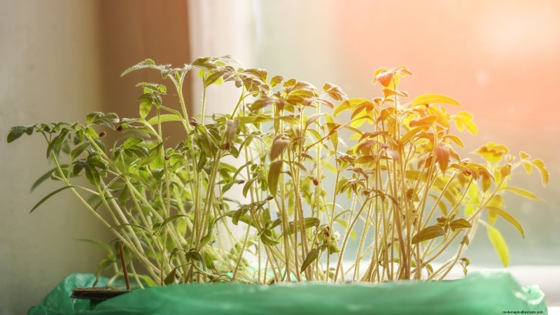 Common Tomato Seedling Problems & Expert Fixes: 11 Proven Solutions