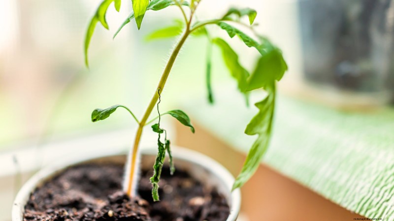Common Tomato Seedling Problems & Expert Fixes: 11 Proven Solutions