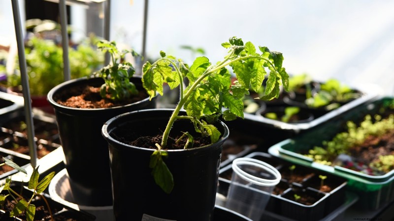 Common Tomato Seedling Problems & Expert Fixes: 11 Proven Solutions