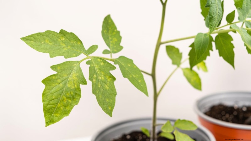 Common Tomato Seedling Problems & Expert Fixes: 11 Proven Solutions