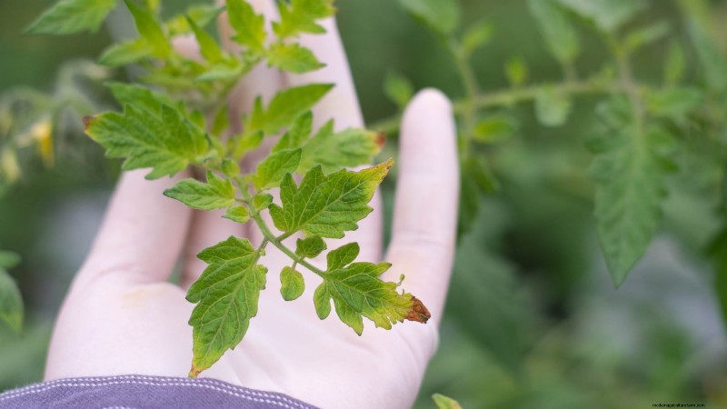 Common Tomato Seedling Problems & Expert Fixes: 11 Proven Solutions