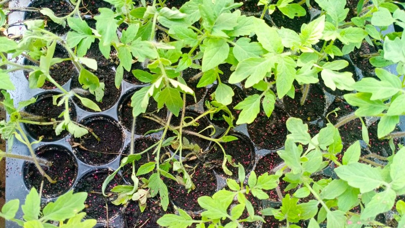Common Tomato Seedling Problems & Expert Fixes: 11 Proven Solutions