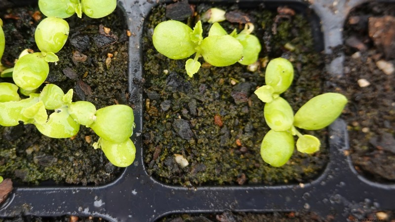 Common Tomato Seedling Problems & Expert Fixes: 11 Proven Solutions