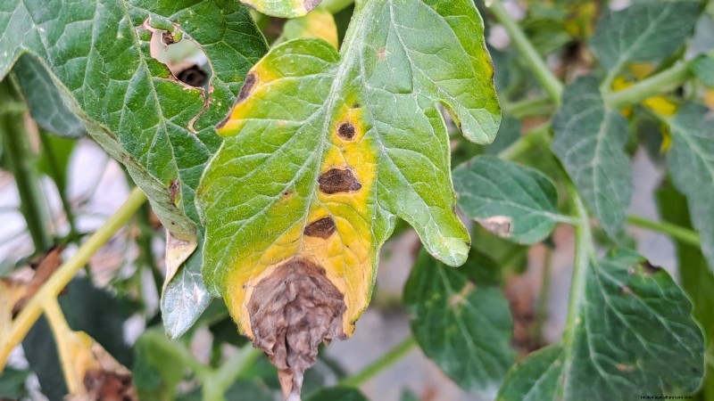Common Tomato Seedling Problems & Expert Fixes: 11 Proven Solutions