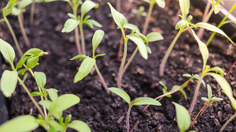 Common Tomato Seedling Problems & Expert Fixes: 11 Proven Solutions