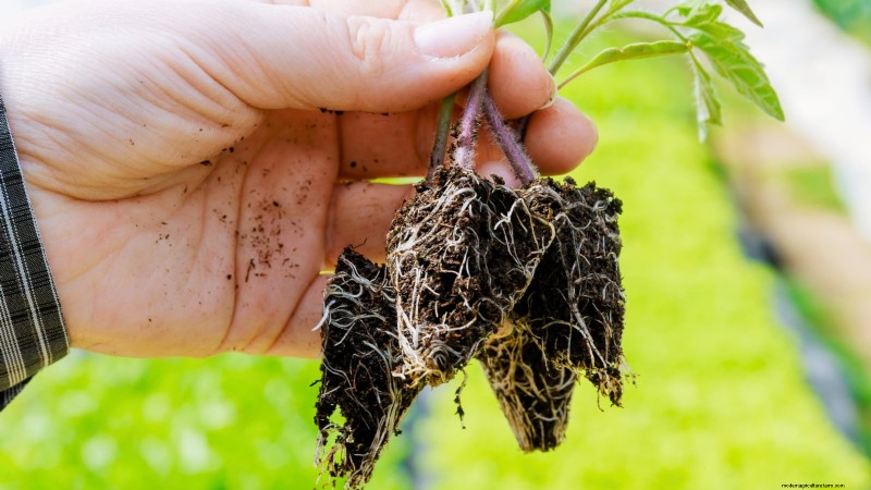 Common Tomato Seedling Problems & Expert Fixes: 11 Proven Solutions