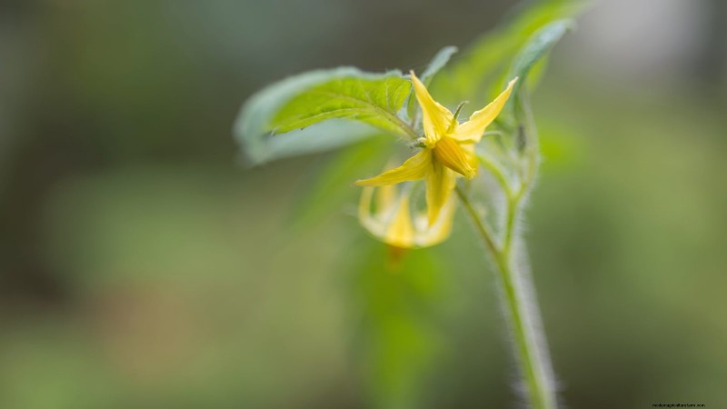 Common Tomato Seedling Problems & Expert Fixes: 11 Proven Solutions