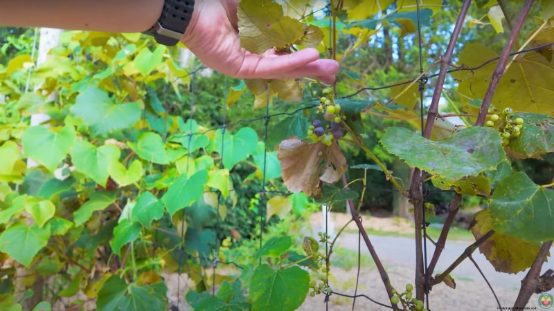 How a New York Gardener Grows Nearly 100% of His Food – Proven Techniques