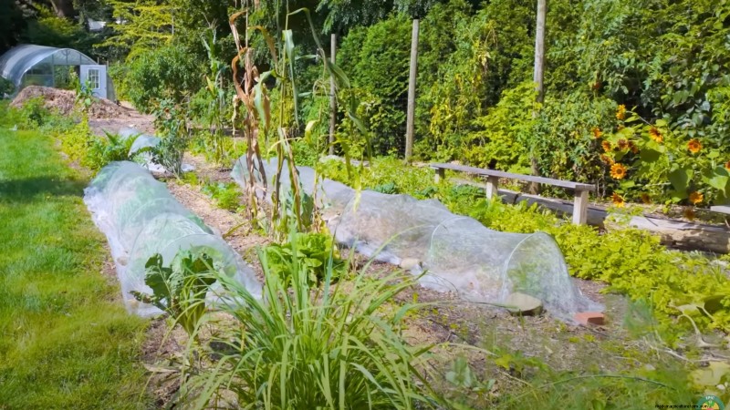How a New York Gardener Grows Nearly 100% of His Food – Proven Techniques