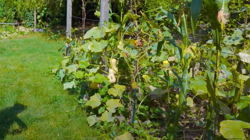 How a New York Gardener Grows Nearly 100% of His Food – Proven Techniques