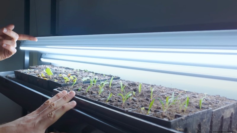 How a New York Gardener Grows Nearly 100% of His Food – Proven Techniques