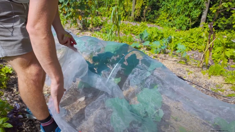 How a New York Gardener Grows Nearly 100% of His Food – Proven Techniques