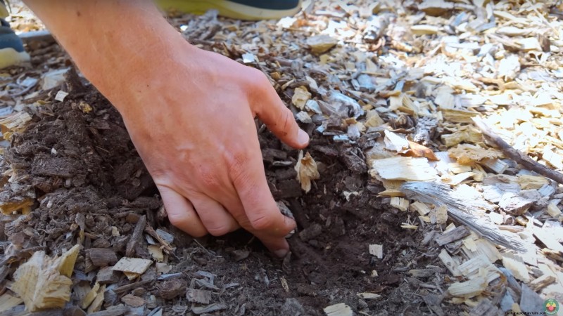 How a New York Gardener Grows Nearly 100% of His Food – Proven Techniques