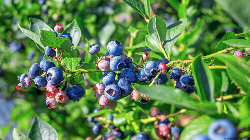 February Pruning Guide: 11 Berry Bushes for Optimal Harvest