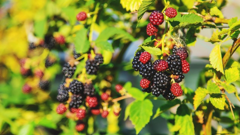 February Pruning Guide: 11 Berry Bushes for Optimal Harvest