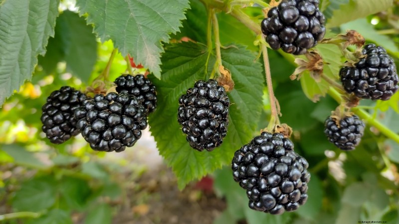 February Pruning Guide: 11 Berry Bushes for Optimal Harvest