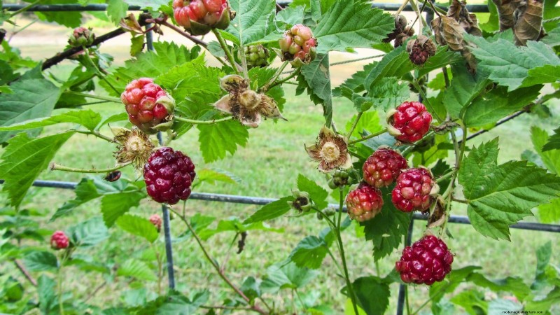 February Pruning Guide: 11 Berry Bushes for Optimal Harvest