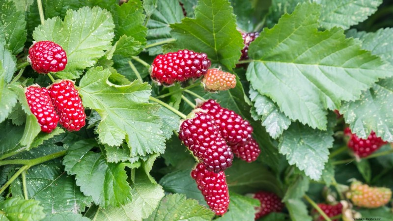 February Pruning Guide: 11 Berry Bushes for Optimal Harvest