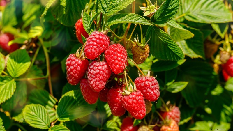 February Pruning Guide: 11 Berry Bushes for Optimal Harvest