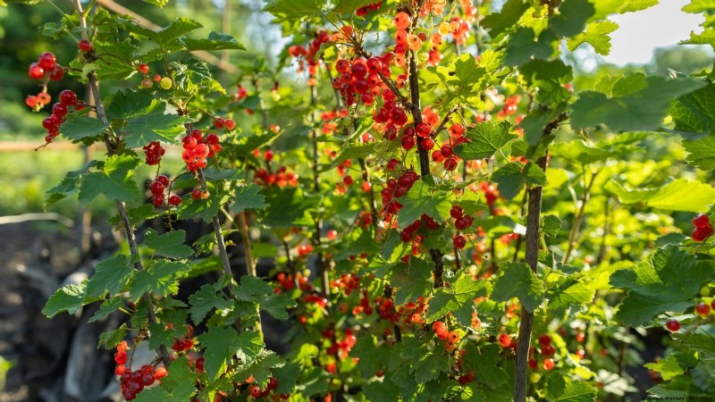 February Pruning Guide: 11 Berry Bushes for Optimal Harvest