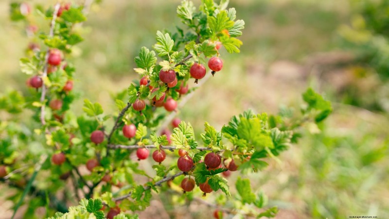 February Pruning Guide: 11 Berry Bushes for Optimal Harvest