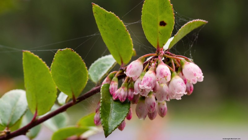 February Pruning Guide: 11 Berry Bushes for Optimal Harvest