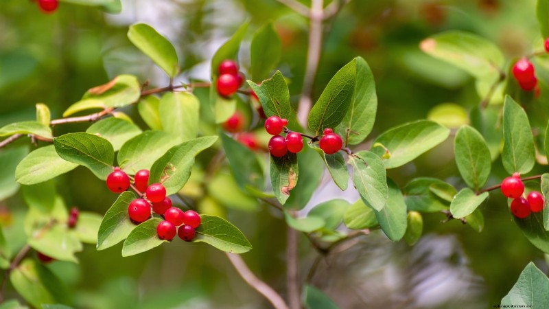 February Pruning Guide: 11 Berry Bushes for Optimal Harvest