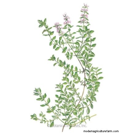 How to Grow Thyme Indoors: 9 Expert Tips