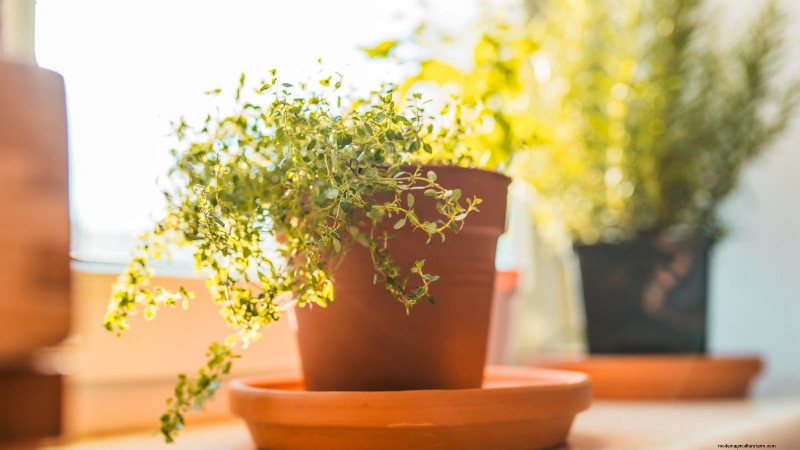 How to Grow Thyme Indoors: 9 Expert Tips
